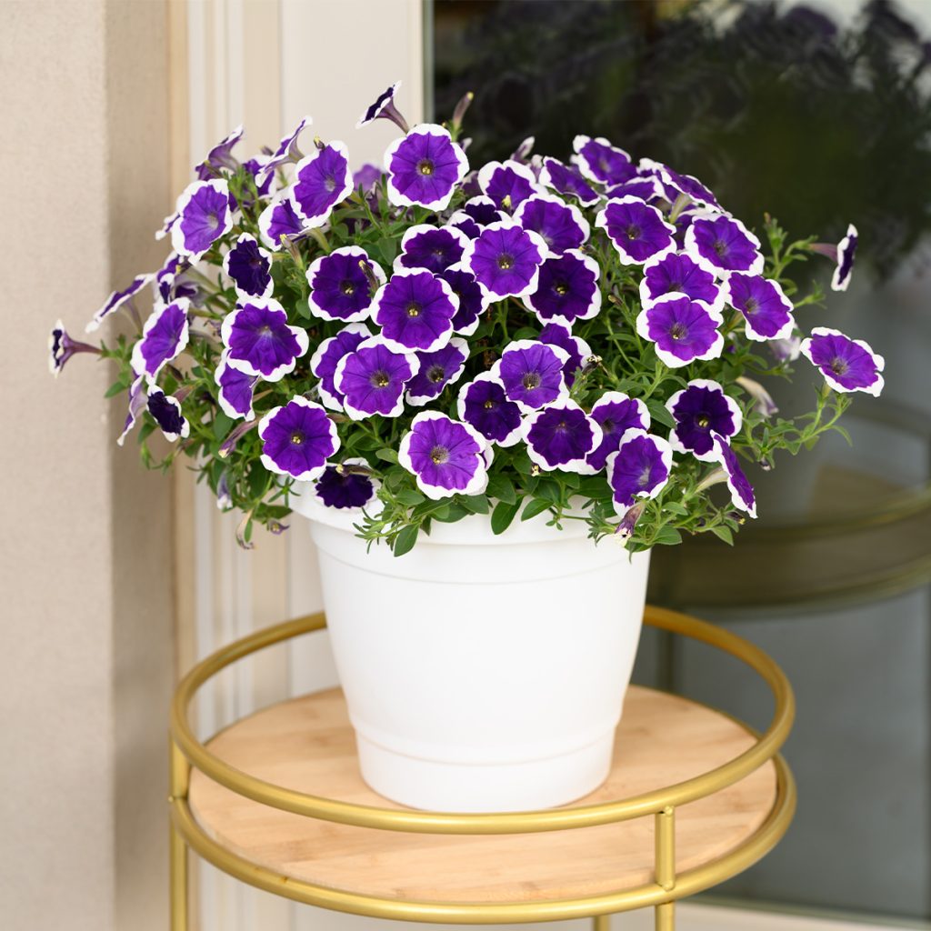 CASCADIAS™ Rim Violet amélioré