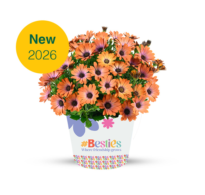 BESTIES_2025