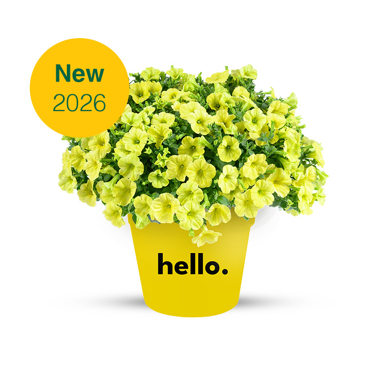 CAPELLA_2025